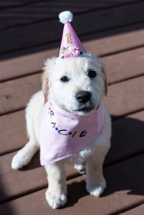 Dog Birthday Hat Pet Birthday Hat Puppy Birthday Hat Pet Etsy