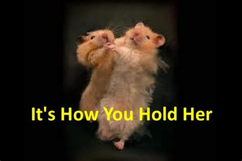 Tangomasters How You Hold Her Dancing Animals Cute Hamsters Cute