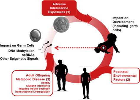 Epigenetic Mechanisms Of Transmission Of Metabolic Disease Across