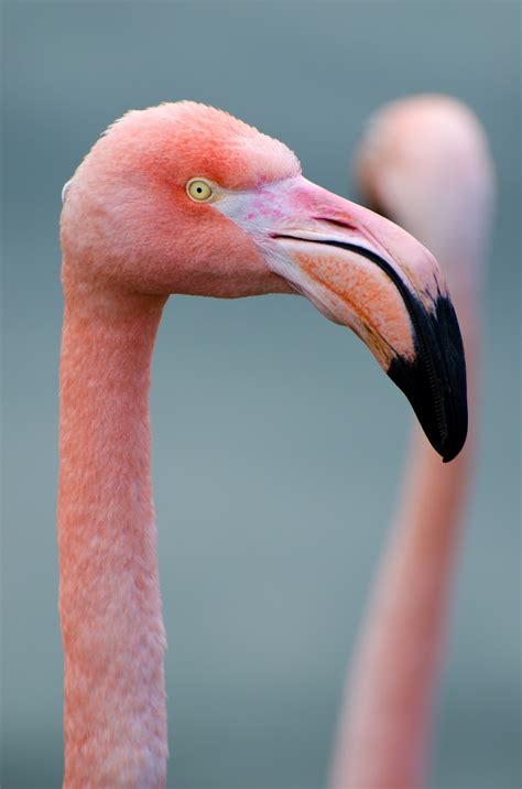 Pink Flamingo Free Stock Photo Public Domain Pictures