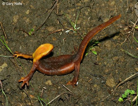 Salamander Behavior And Life History Defensive Strategies