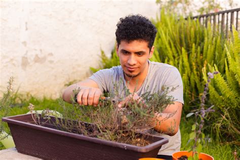 Tijm Of Thymus Snoeien Zo Doe Je Dat Eigenwijzetuin Be