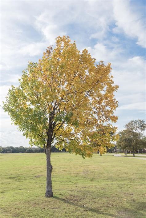 Yellow Lonely Texas Cedar Elm Leaves At City Park In Autumn Seas Stock