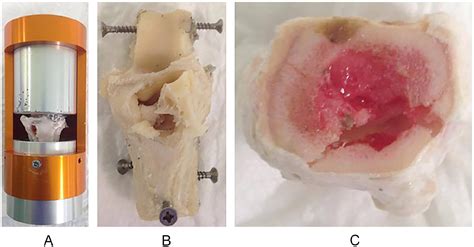 A Single Axial Impact Load Causes Articular Damage That Is Not Visible