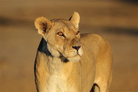 African Lioness Portrait Stock Image Image Of Lioness 93846243