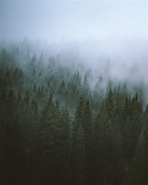 Trees Fog Tops Forest Hd Phone Wallpaper Peakpx