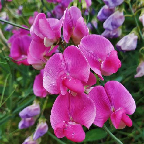 Sweet Peas Seeds Lathyrus Royal Rose Flower Seed