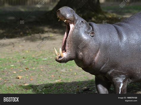 Pointed Teeth Pygmy Hippo His Mouth Image And Photo Bigstock