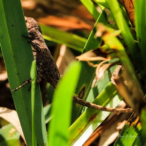 2021 06 04 Baby Brown Anole Flickr