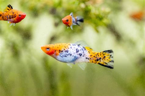22 Small Aquarium Fish Species For Your Freshwater Tank