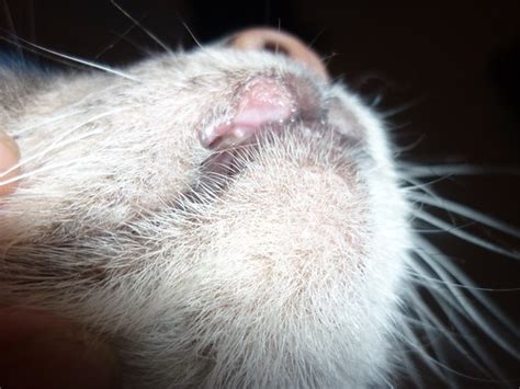 What causes cat rodent ulcers? Diabetic Cat Care • View topic - Rodent ulcer again!!