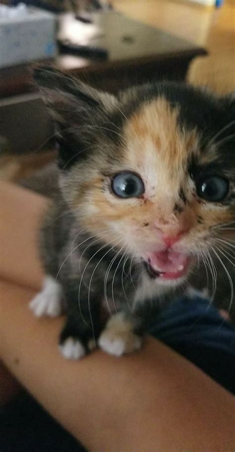 This Is Zera The Calico Cat Cute Little Animals Cute Baby Dogs