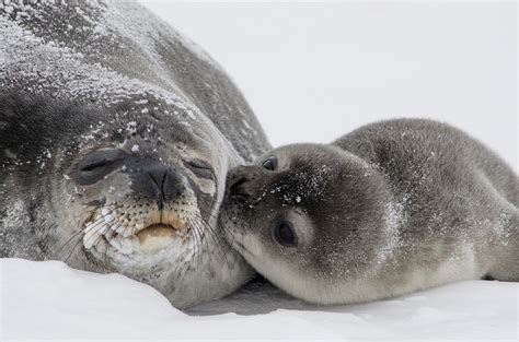 While this may not be the case, it appears that whales who. Long Gestation: 22 Animals With Long Period Of Pregnancy