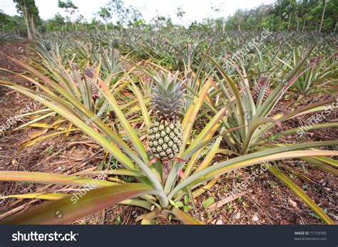 Pineapple Plant Field In Phuket Thailand Stock Photo 77129785