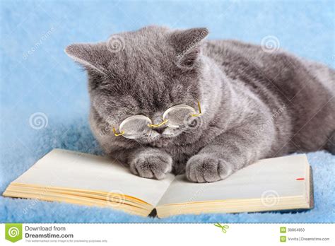 Cat Wearing Glasses Reading Notebook Stock Photo Image 39864850