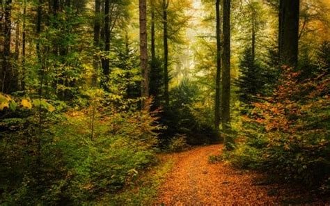 Forest Autumn Trees Shrubs Foliage Trail Hd Autumn Wallpapers Hd