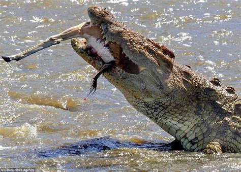Giant Crocodile Devours Gazelle In One Savage Bite Daily Mail Online