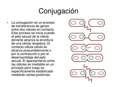 Ppt ConjugaciÓn Bacteriana Marzo 2013 Powerpoint Presentation Free