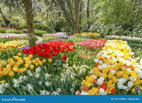 A Spring Spectacle With Tulips Daffodils Hyacinths And Muscari In