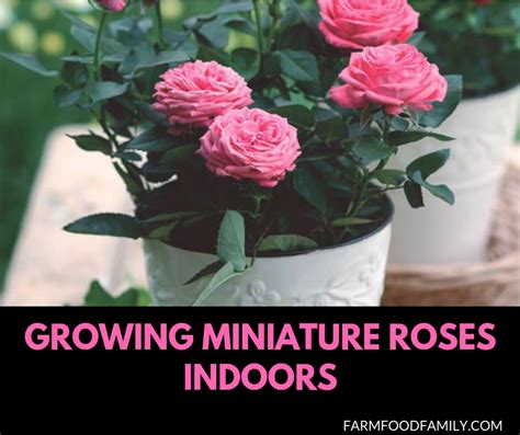Growing Miniature Roses Indoors Care Feeding And More