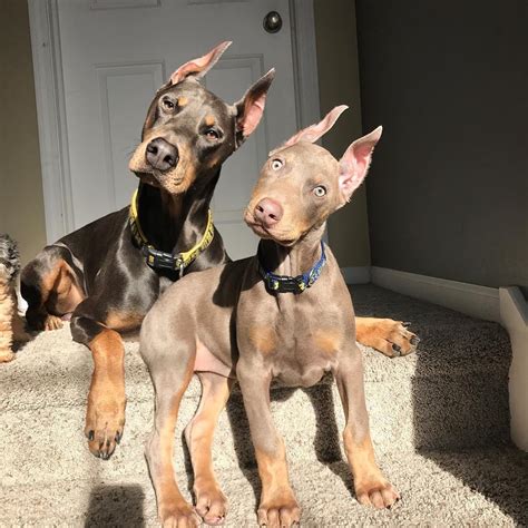 14 Elegant Facts About Doberman Pinschers Page 2 Of 4 Petpress