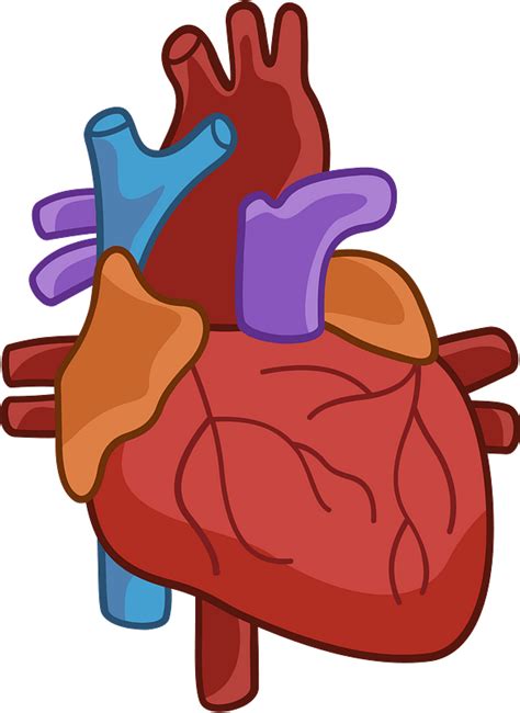 Human Heart Clipart Free Download Transparent Png Creazilla