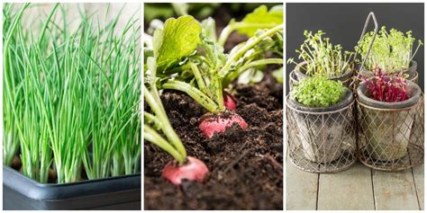 The end result is fresh produce to eat, share, or sell. Indoor Vegetable Garden Ideas - How to Grow Vegetables Indoors