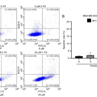 Hirsuteine Mediated Regulation Of MDA MB 453 Cell Apoptosis A