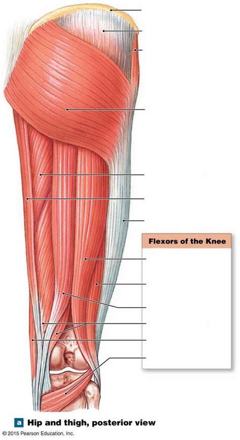 Posterior Thigh Muscle Diagram Diagram Quizlet