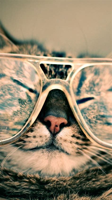 Animals Iphone 6 Plus Wallpapers Funny Cat Eye Glasses Iphone 6 Plus