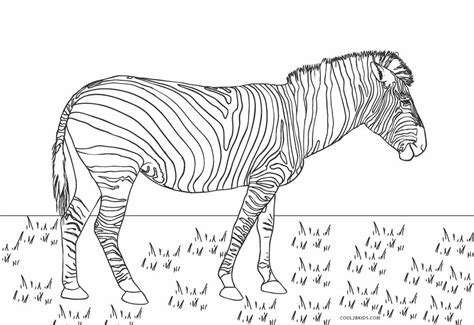 Kolorowanki Zebra Darmowe Do Druku