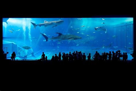 Seaworld Abu Dhabi To Be Home To Worlds Largest Aquarium Interpark
