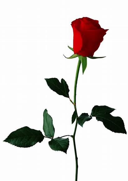 Clip Rose Roses Clipart Graphics Bud Resolution