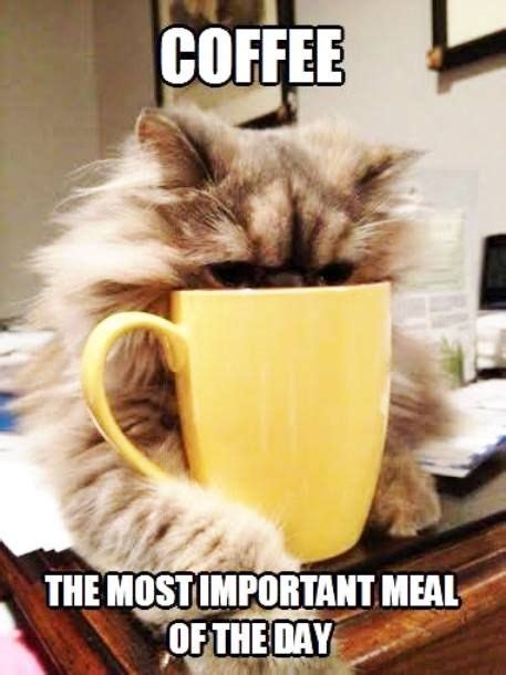 Coffee The Most Important Meal Of The Day Cat Coffee I Love Coffee