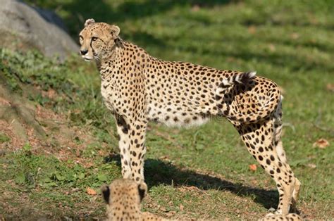 Female Cheetah Stock Photo Image Of Feline Wildlife 27649808