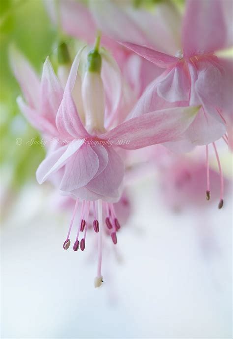 1000 Images About ♥ Fuschias Perfectly Lovely ♥ On Pinterest