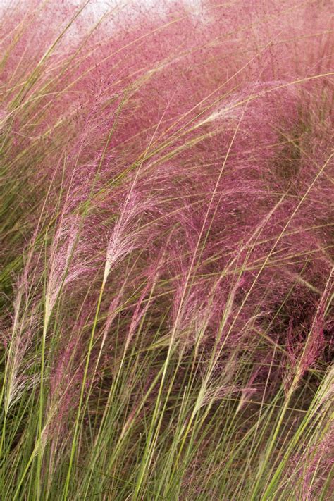 Regal Mist Pink Muhly Grass Muhlenbergia Capillaris Lenca