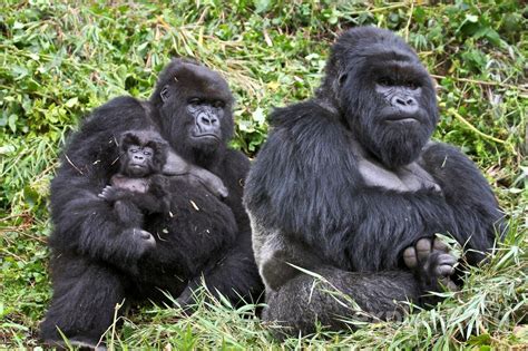 Adventure Uganda Safaris Gorilla Safaris And Wildlife Tours In Uganda
