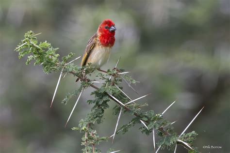 Cardinal Quelea Quelea C Cardinalis Male Breeding Ndutu Flickr