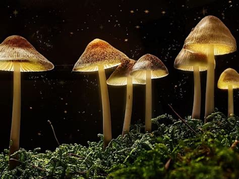 Seed Talks The Science Of Magic Mushrooms At Glee Club Glasgow