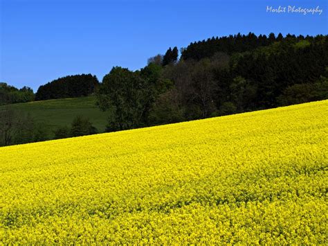 Gelbe Natur Foto And Bild Landschaft Äcker Felder And Wiesen Natur