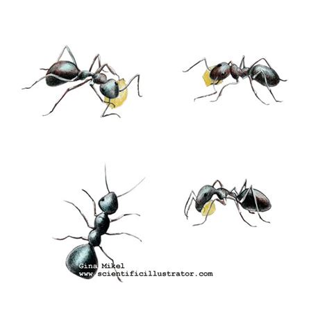 Ant Illustration Insect Art Ants Illustration