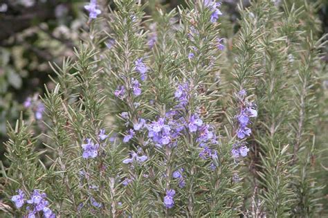 Rosmarinus Officinalis Tuscan Blue Rosemary