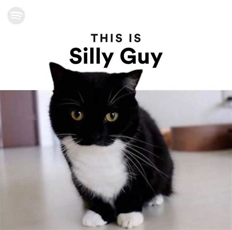 This Is Silly Guy Silly Cats Know Your Meme