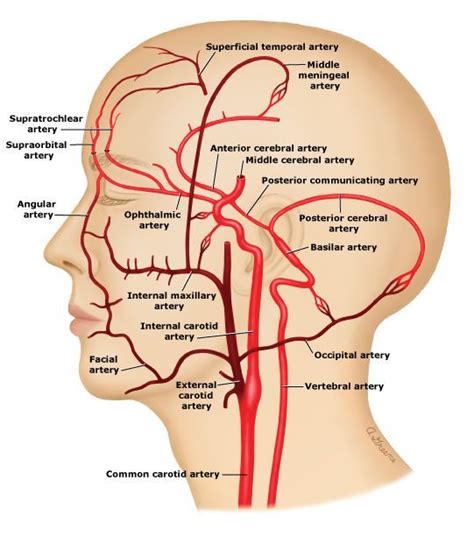 External Carotid Divisions Facial Artery Superficial Temporal