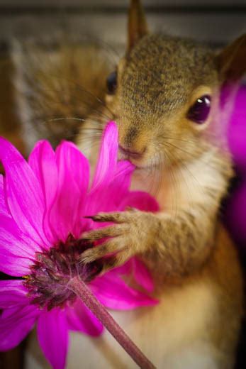 Some Squirrels Love Flowers