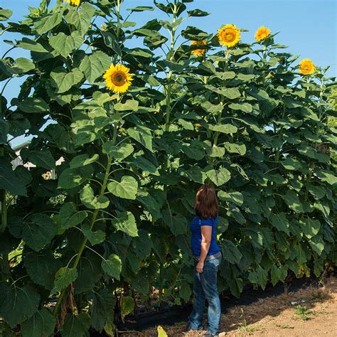 Sunflower Mammoth Gray Stripe 1 Oz Gardens Alive