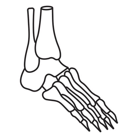 Skeleton Foot Profile Stroke Png And Svg Design For T Shirts