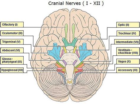 Trochlear Nerve Cranial Nerve 4