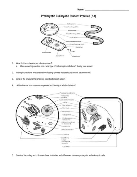 Cell Structure Prokaryotes And Eukaryotes Worksheet